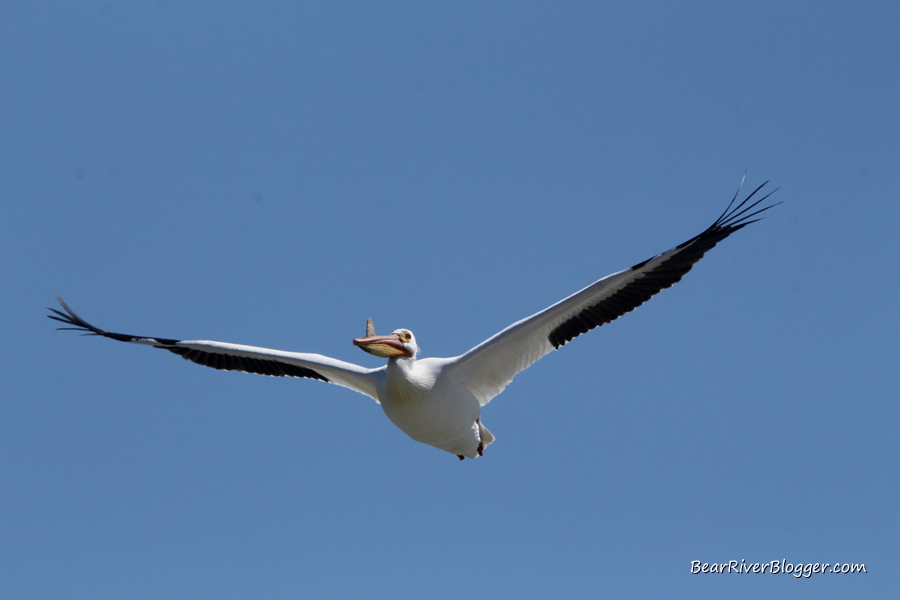 american white pelican flying against a blue sky over the bear river bird refuge