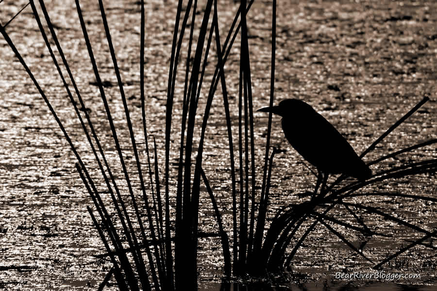 black crowned night heron on the bear river migratory bird refuge