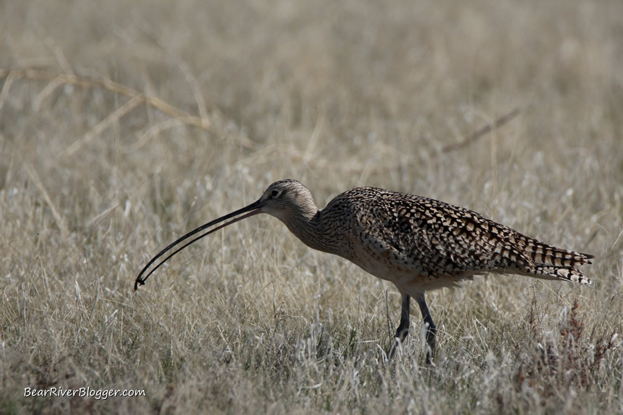 long-billed curlew reaching for an insect