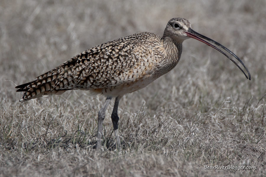 long-billed curlew on the bear river migratory bird refuge