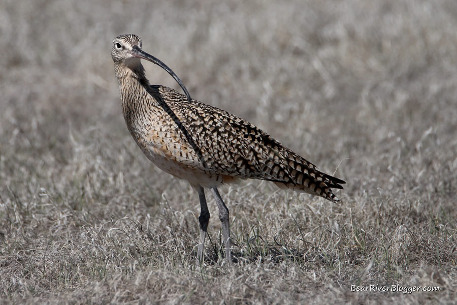 long-billed curlew on the bear river migratory bird refuge