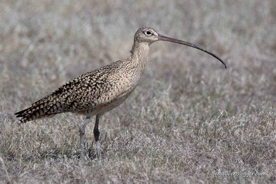 long-billed curlew in short grass