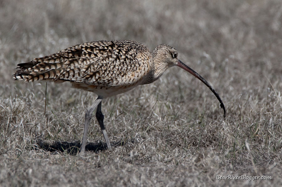 long-billed curlew searching for insects