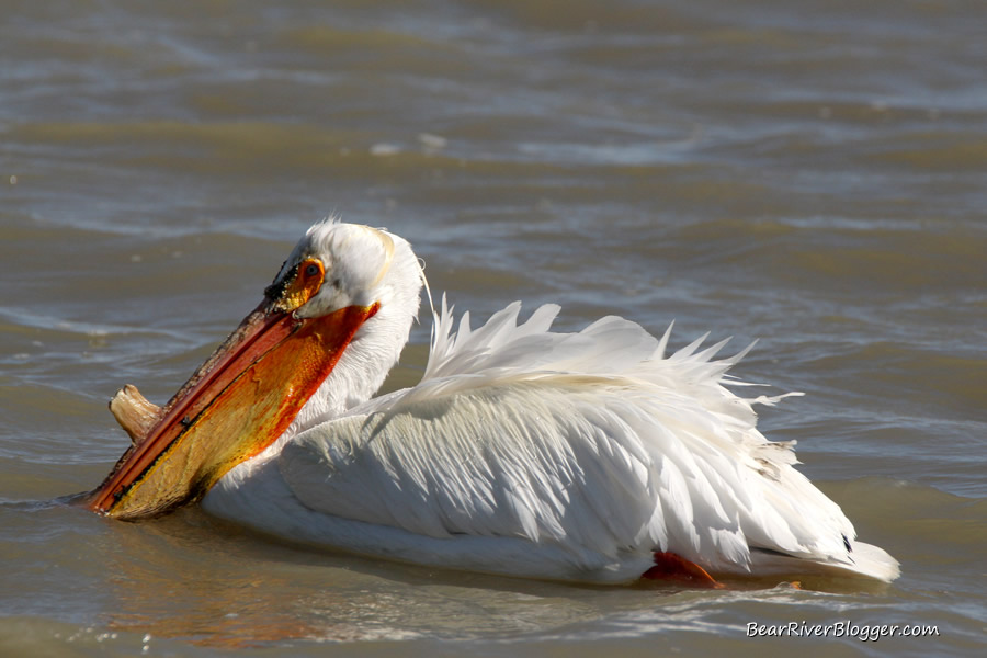 american white pelican on the bear river migratory bird refuge