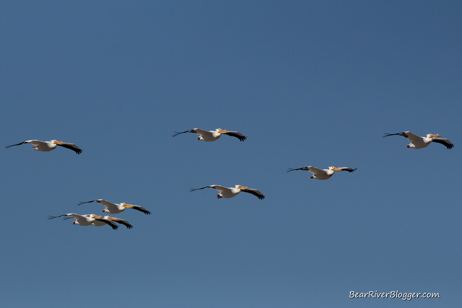 a squadron of american white pelicans flying over the bear river bird refuge