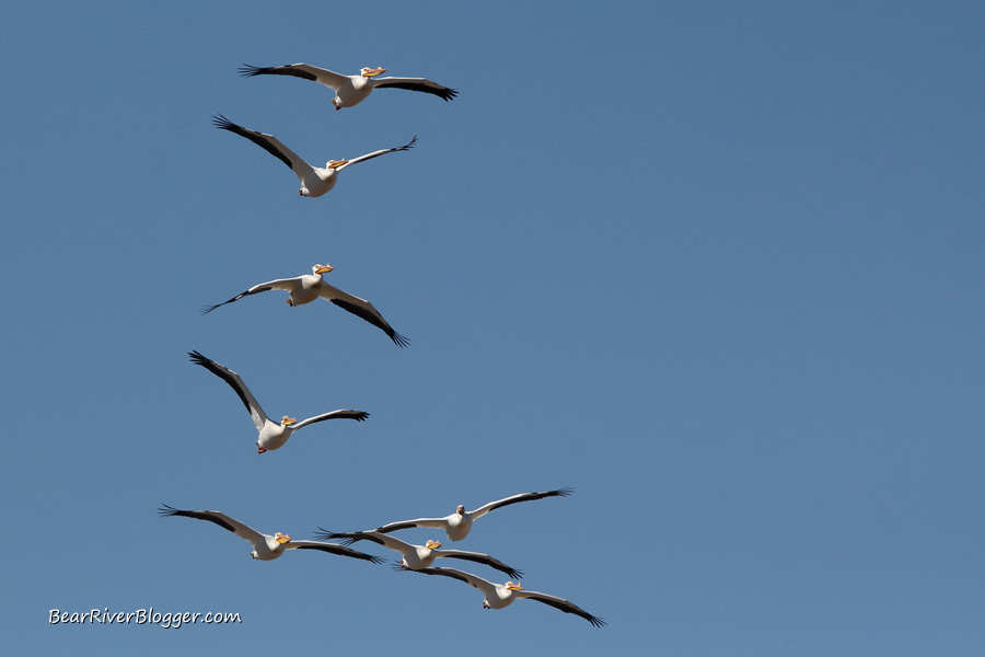 squadron of pelicans on the bear river bird refuge