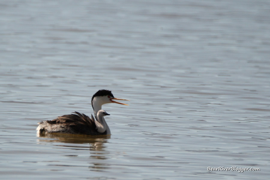 clark's grebe with a baby on it's back on the bear river migratory bird refuge