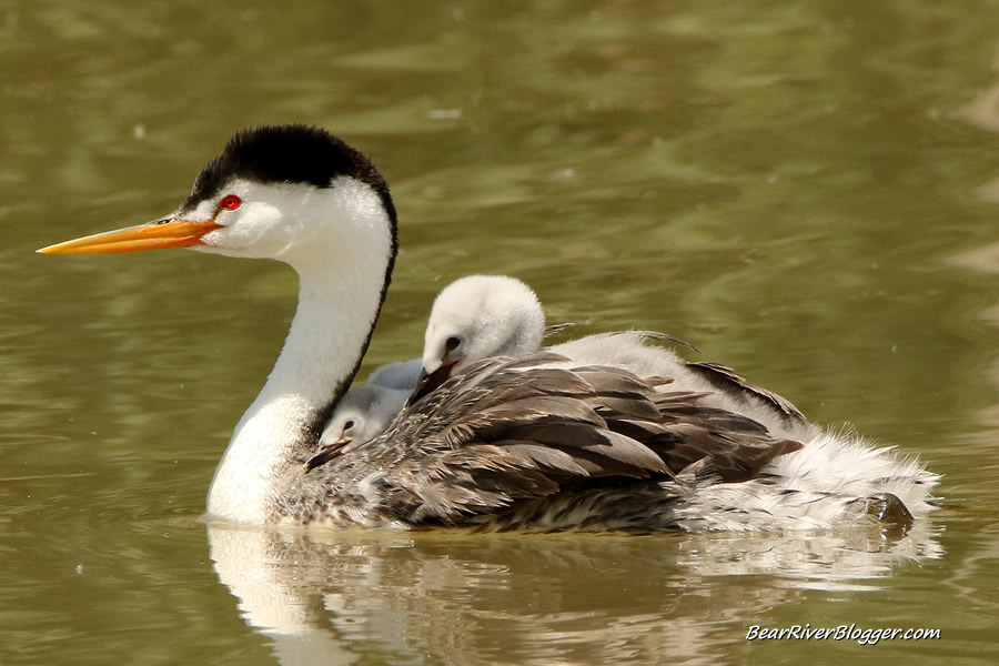 clarks grebe with a baby on its back
