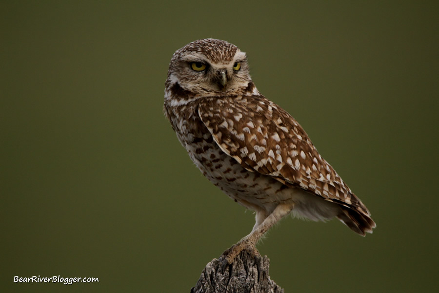 burrowing owl perched on a wooden fence post