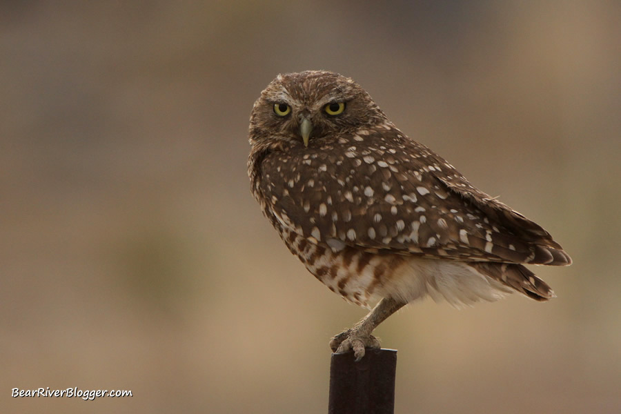 burrowing owl on a metal fence post