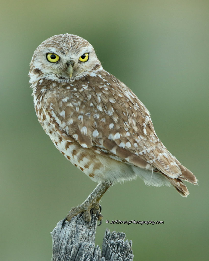 burrowing owl on a wooden fence post by the Golden Spike National Historical Park