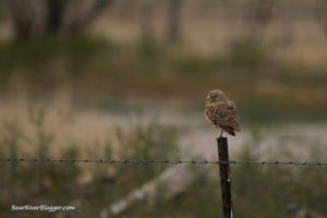 burrowing owl on the bear river bird refuge