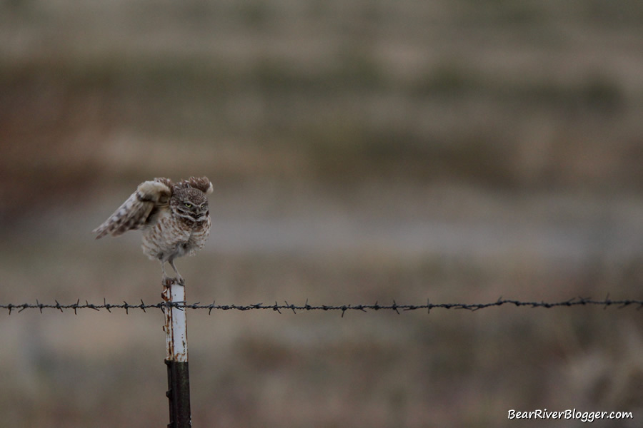 burrowing owl on a fence post on the bear river bird refuge