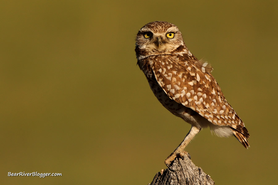 burrowing owl on a wooden fence post