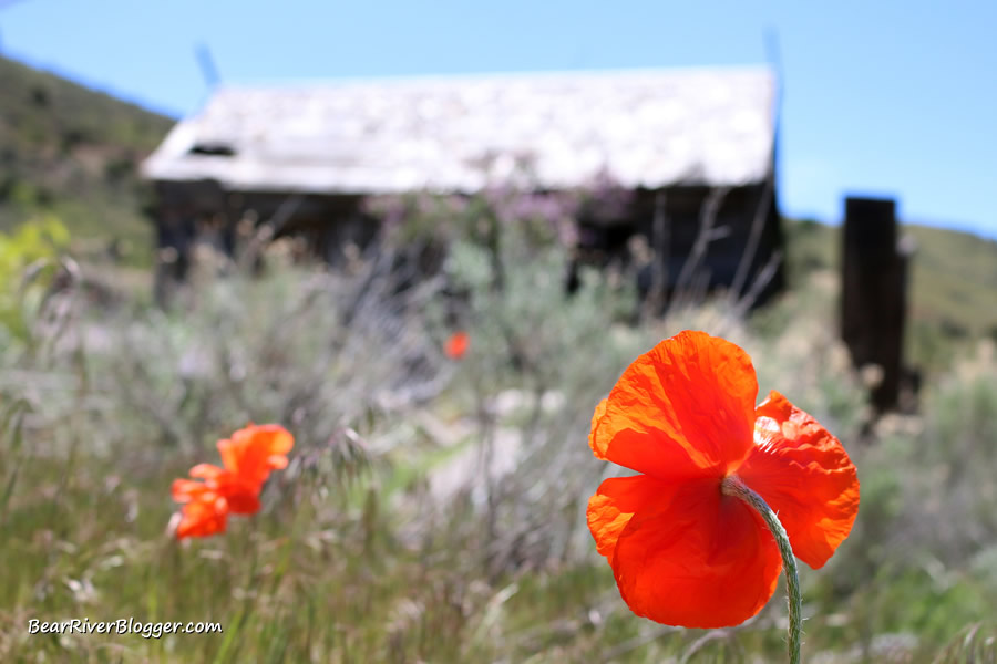 old house in mammoth utah