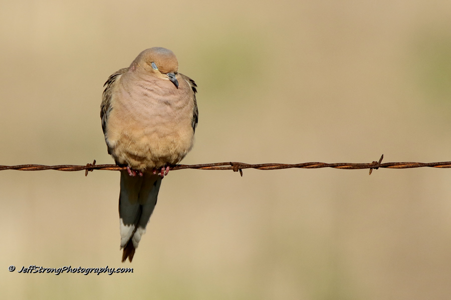 mourning dove on promontory mountain