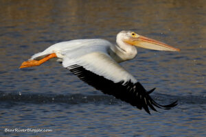 pelican in flight