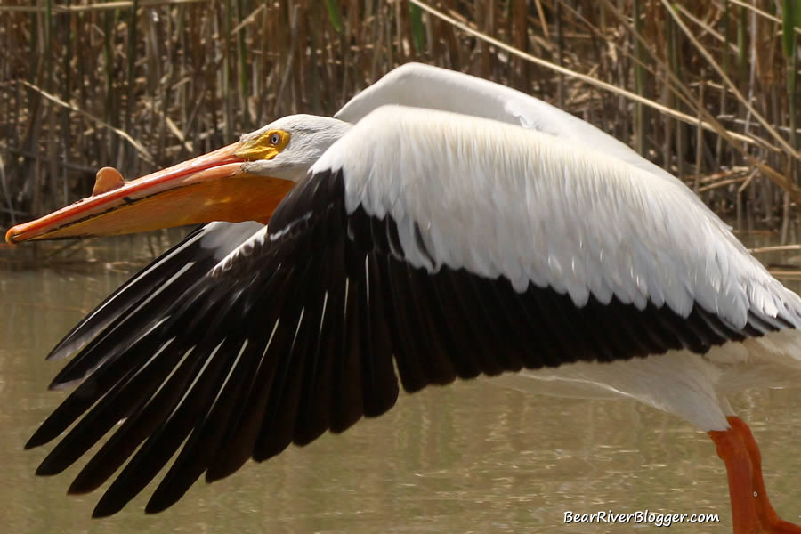 American white pelican on the bear river bird refuge