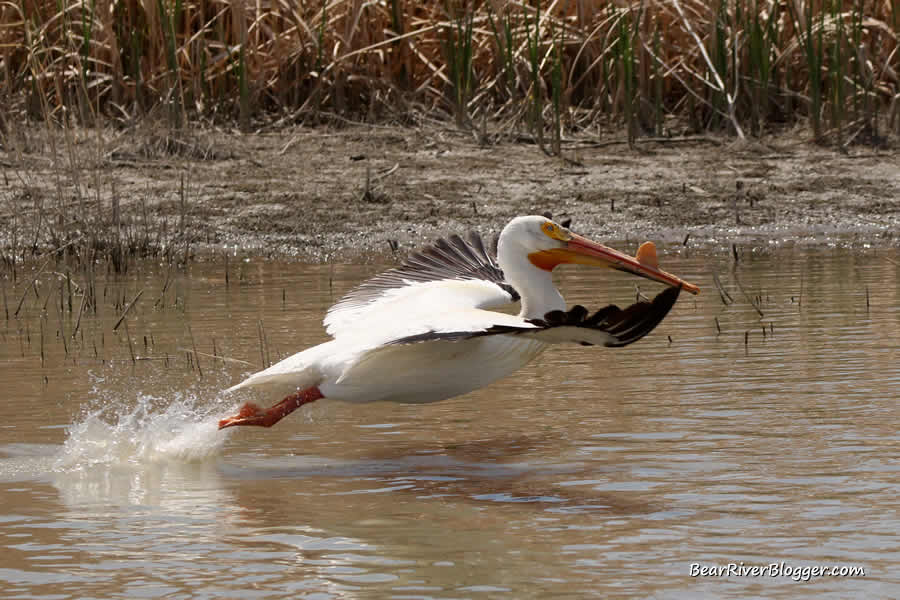 American white pelican photograph from the bear river bird refuge