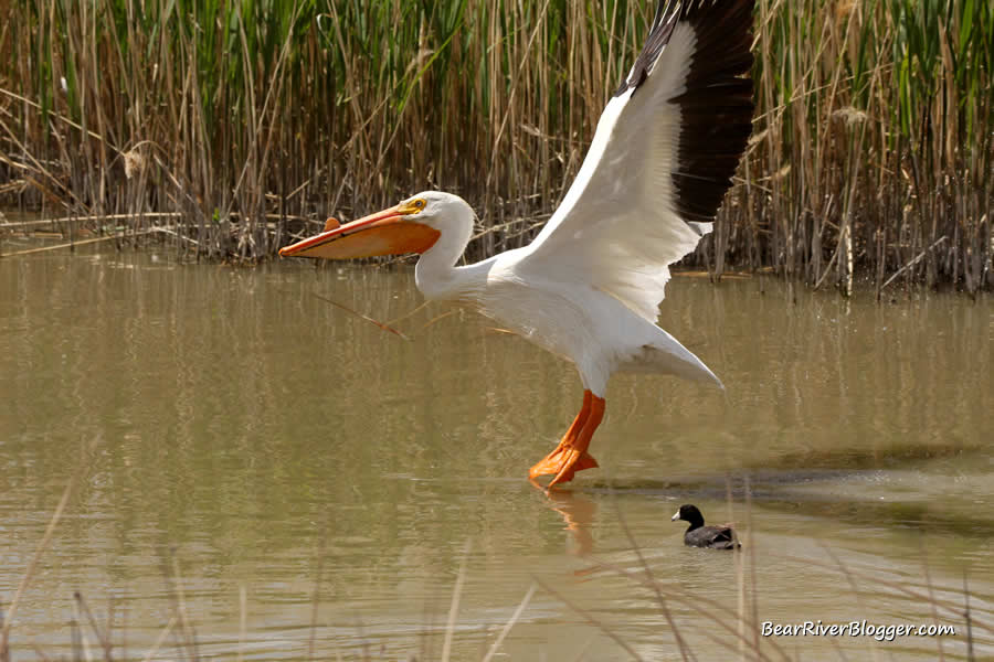 photograph of an American white pelican taking off from the water