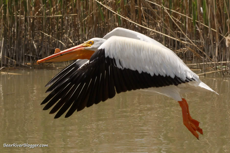 American white pelican taking off from the water on the bear river bird refuge