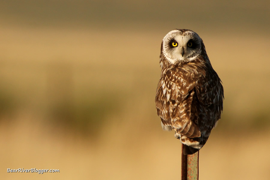 short-eared owl on a fence post