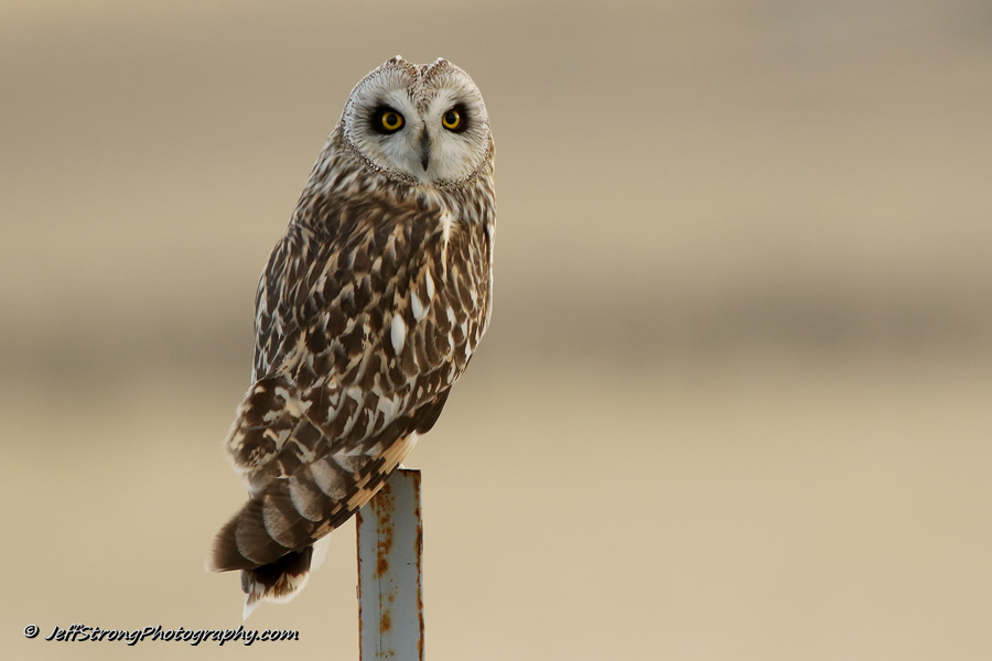 short-eared owl on a fence post near the golden spike national historical park.