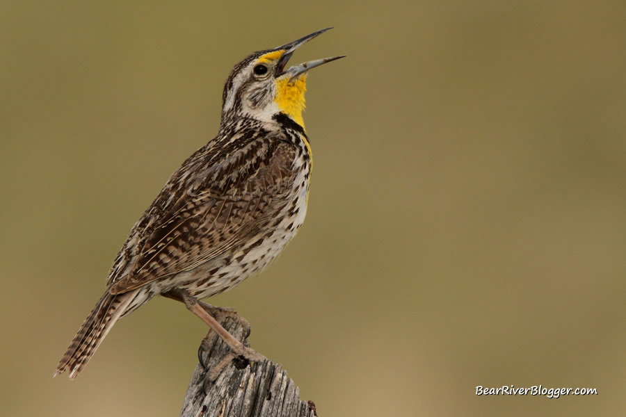 western meadowlark on a wooden fence post singing