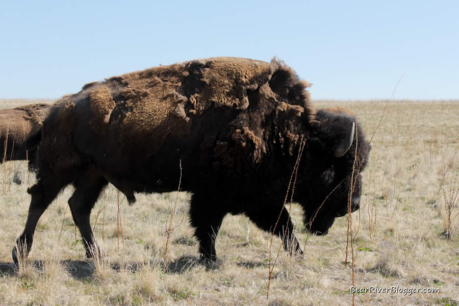 bison on antelope island