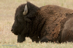 bison on antelope island state park
