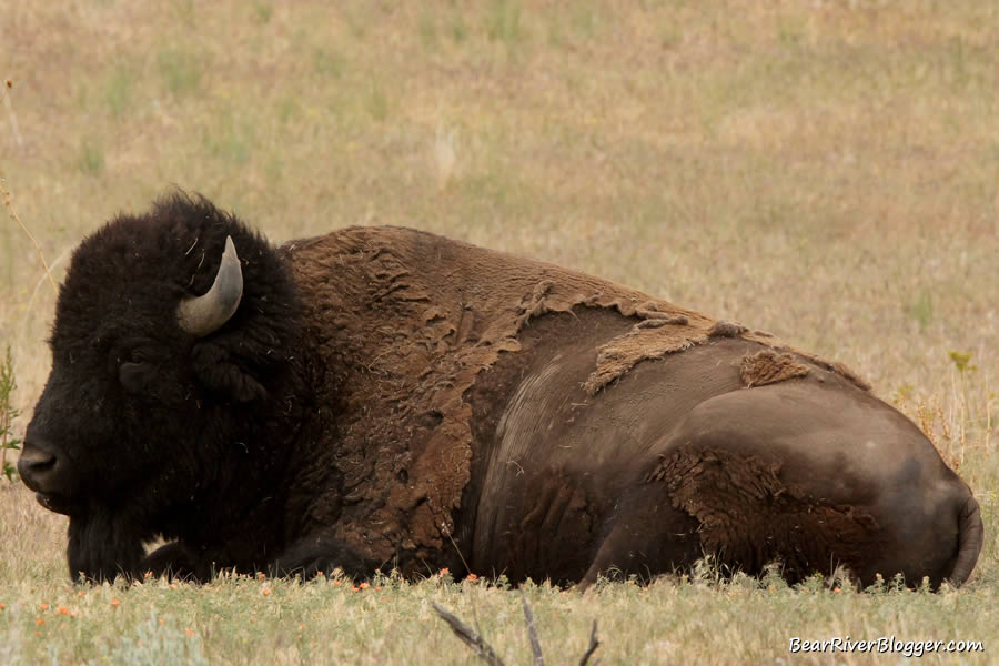 Bison laying in the grass on antelope island