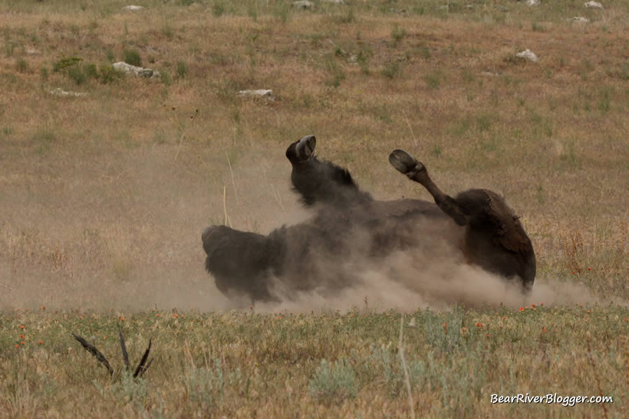 bison rolling in the dirt on antelope island