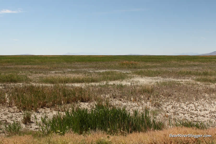 dry portions of the bear river migratory bird refuge
