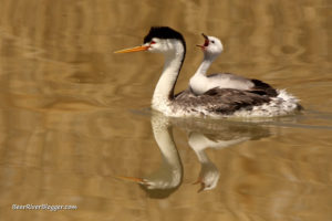grebe on the bear river bird refuge