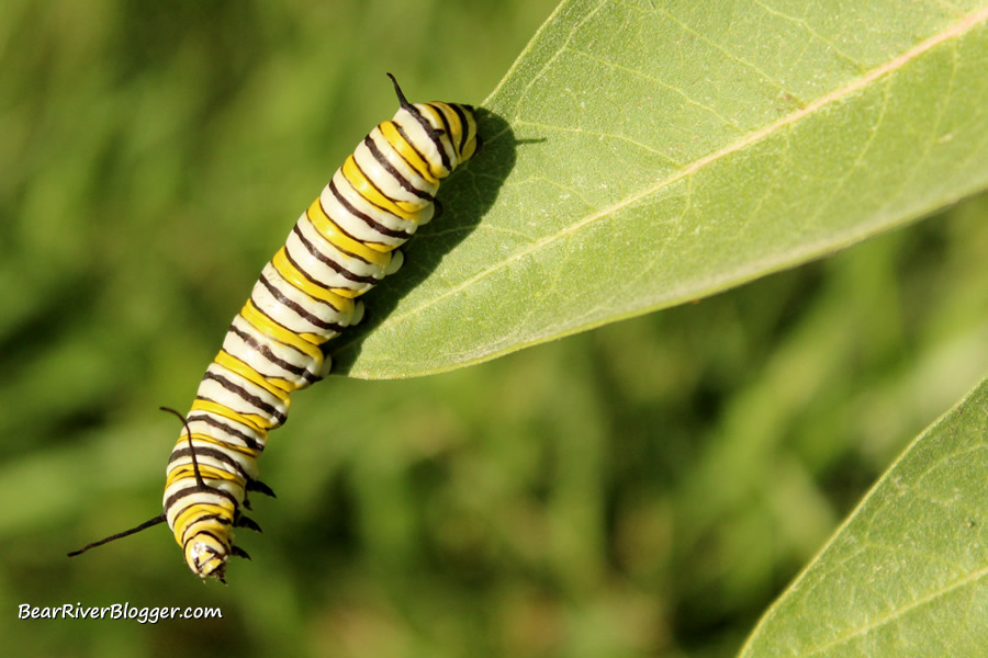 monarch butterfly caterpillar on a milkweed leaf