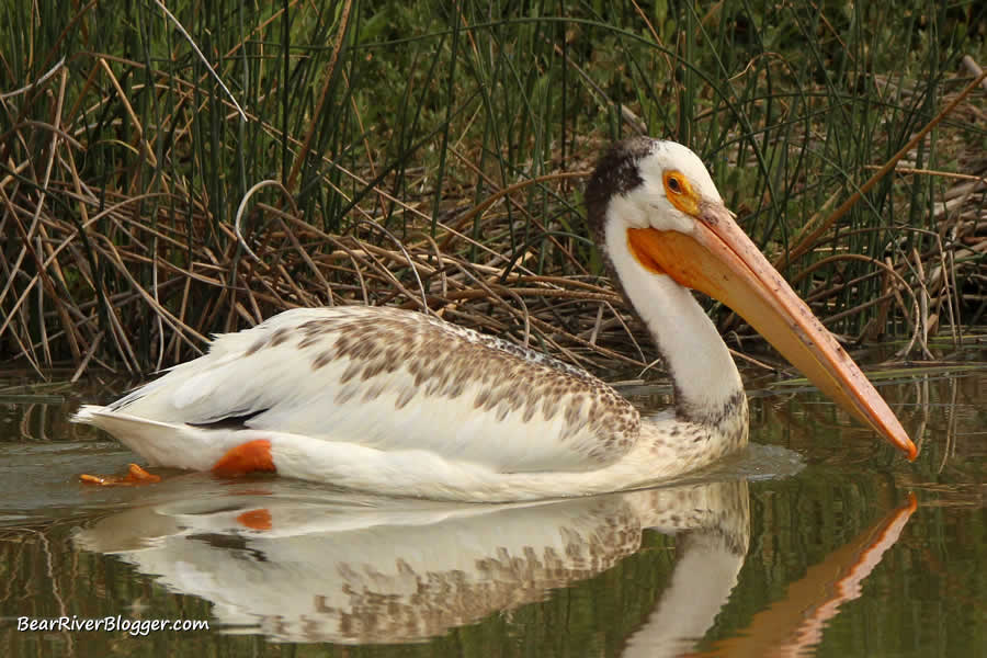 American white pelican on the Bear River Migratory Bird Refuge