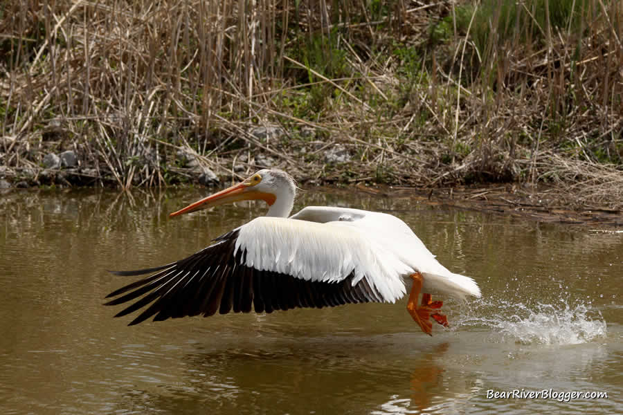 American white pelican taking off from the water