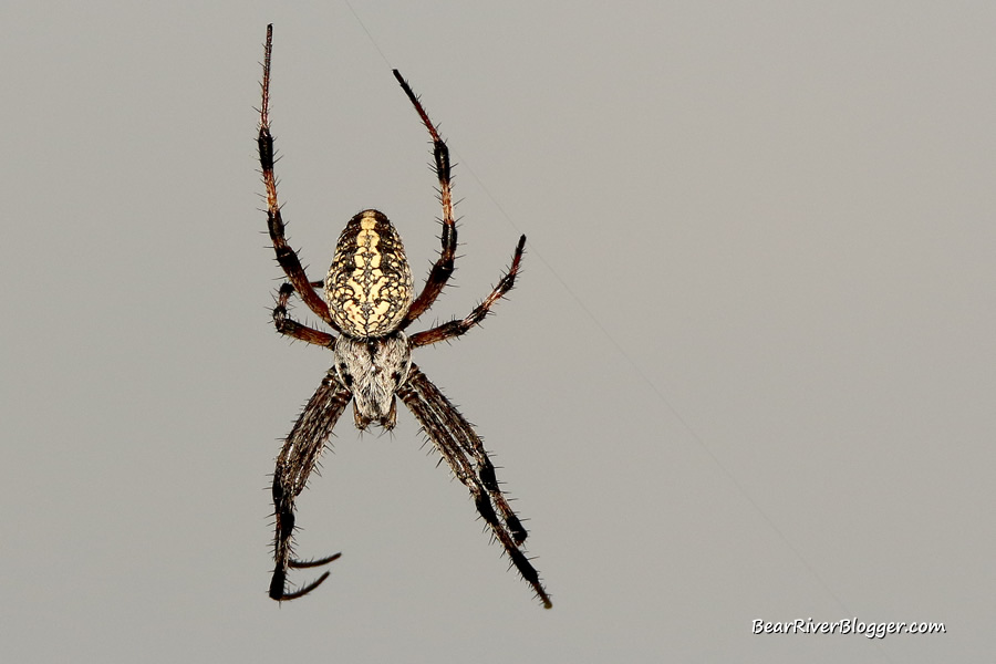 spider in the brush on the great salt lake causeway