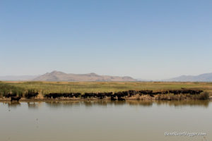 cattle on the bear river migratory bird refuge