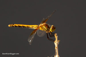 dragonfly perched on a stick