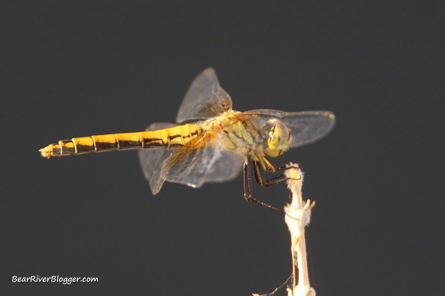 dragonfly on a stick