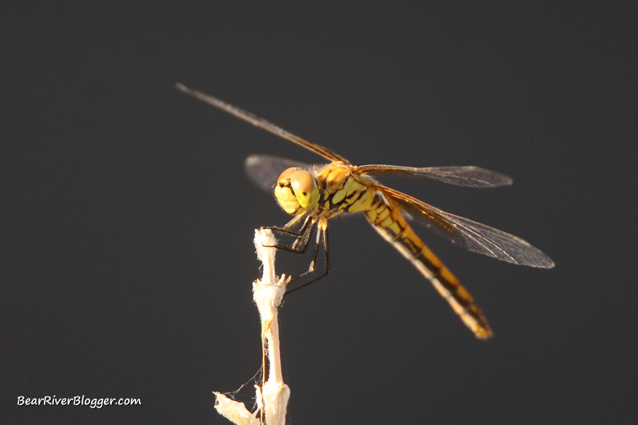 dragonfly perched on a stick against a black background