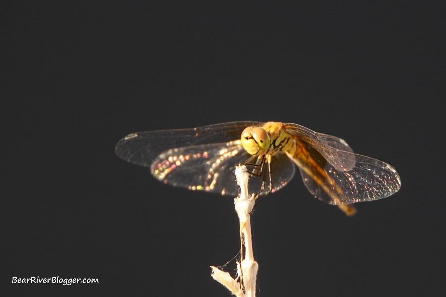 a dragonfly perched on a dry stick