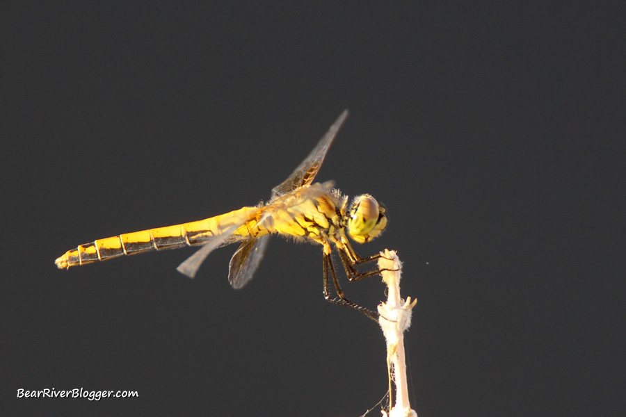 dragonfly sitting on a stick