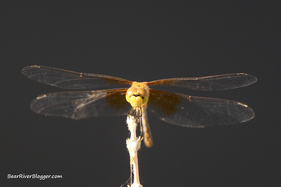 dragonfly sitting on a sunlit perch