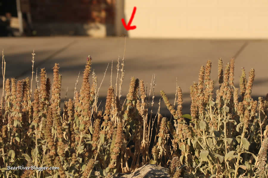 dragonfly on a front yard perch