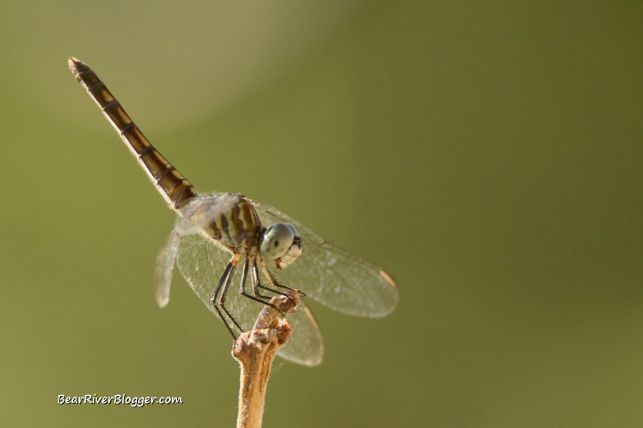 dragonfly perched on a stick