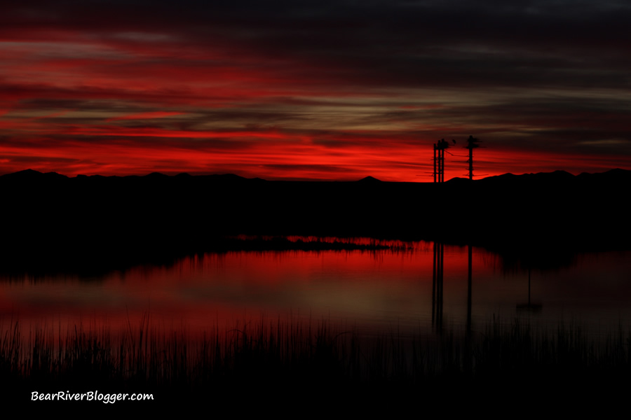 great blue heron rookery with a sunset at the farmington bay wma