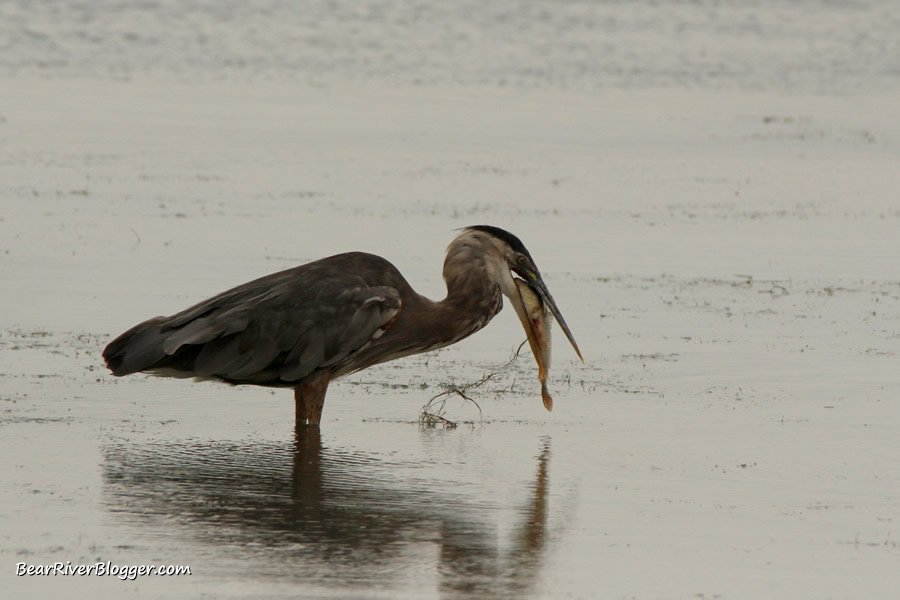great blue heron on the bear river bird refuge swallowing a fish
