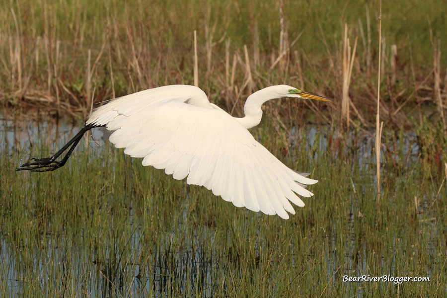 great egret taking off from the water at Farmington Bay WMA